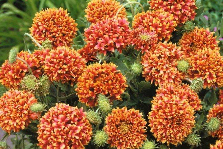 Gaillardia - foto Gaillardia - foto