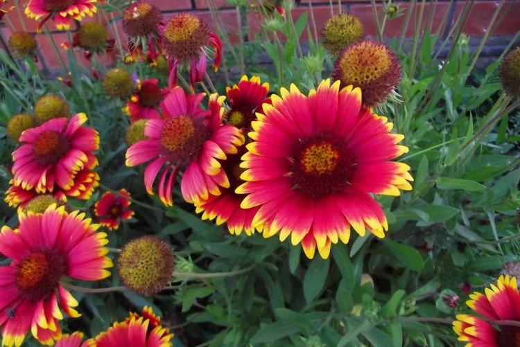 Gaillardia - foto Gaillardia - foto