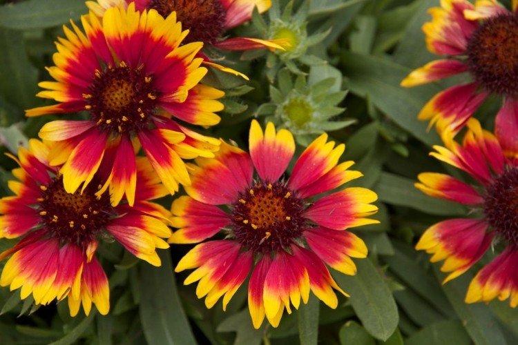 Gaillardia - foto Gaillardia - foto