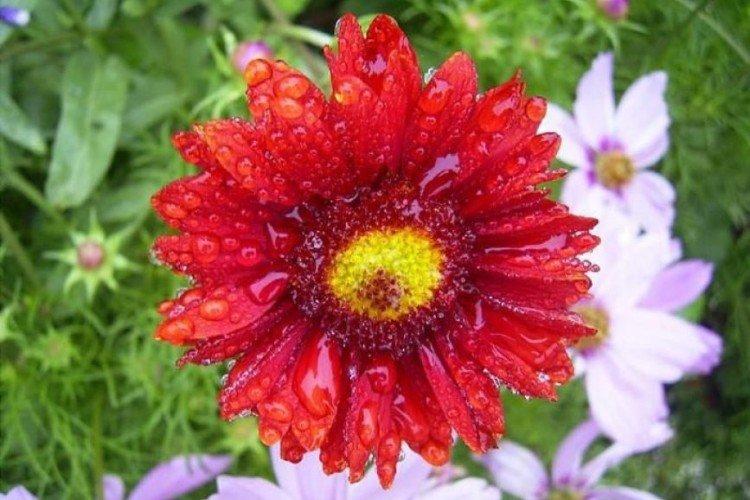Maľovaná Gaillardia Maľovaná Gaillardia
