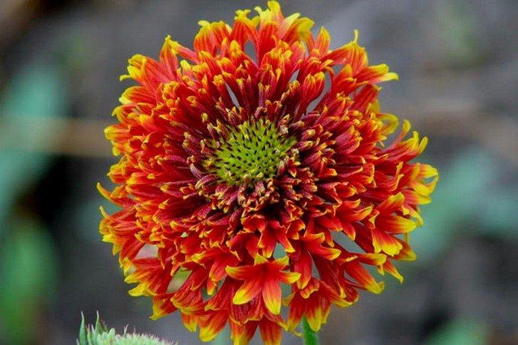 Gaillardia Lorenza Gaillardia Lorenza