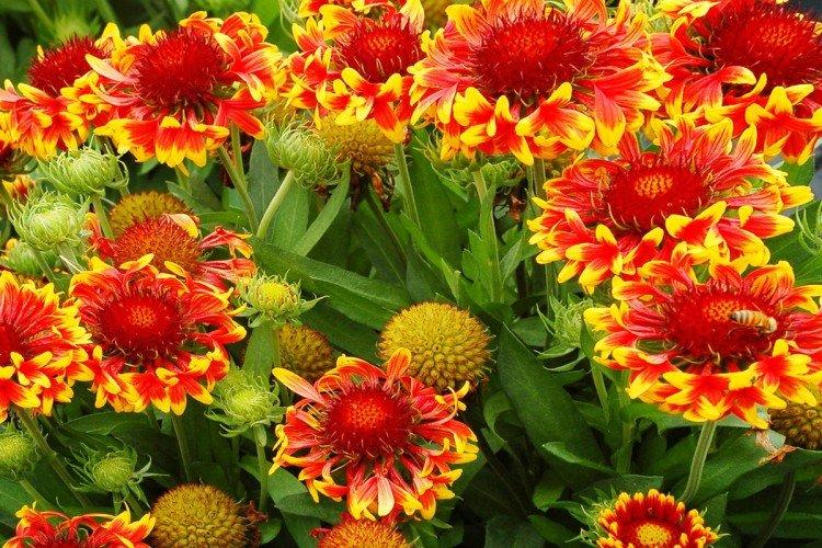 Kopijovitá Gaillardia Kopijovitá Gaillardia