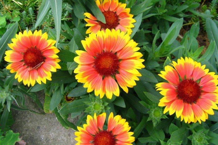 Hybridná Gaillardia Hybridná Gaillardia
