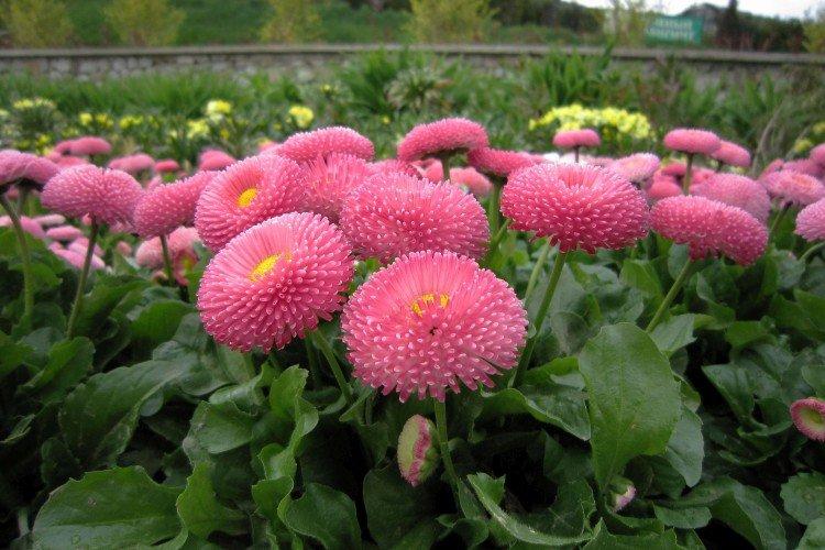 Sedmokrásky pompom Sedmokrásky pompom