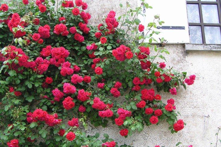 Popínavé ruže - foto Popínavé ruže - foto