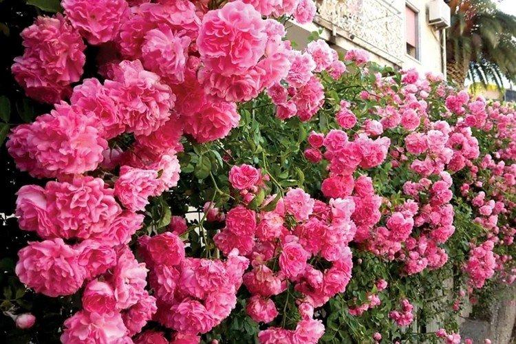 Popínavé ruže - foto Popínavé ruže - foto
