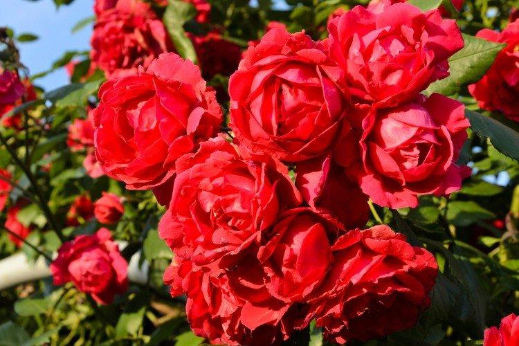 Popínavé ruže - foto Popínavé ruže - foto
