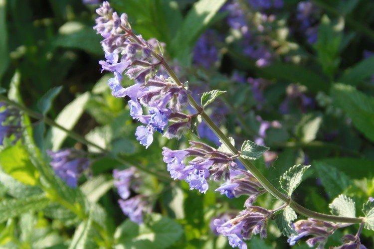 Catnip - foto Catnip - foto