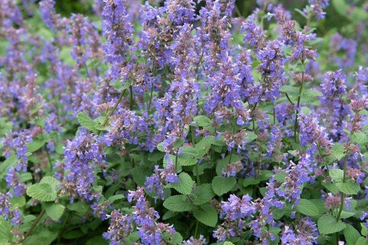 Catnip - foto Catnip - foto