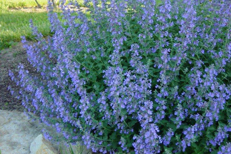 Catnip - foto Catnip - foto