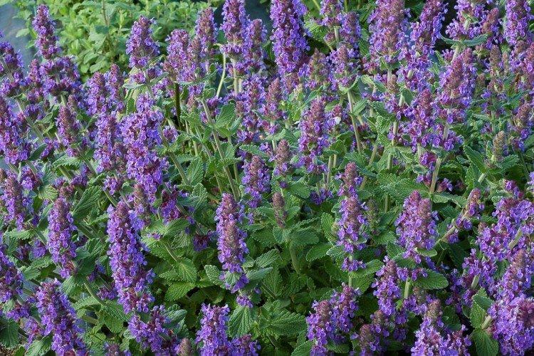 Catnip - foto Catnip - foto