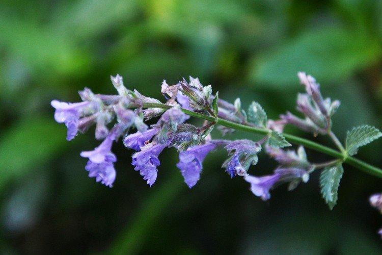 Catnip - foto Catnip - foto