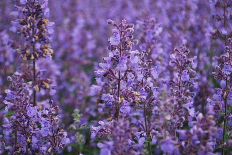 Catnip - foto Catnip - foto