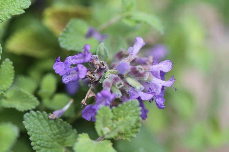 Catnip - foto Catnip - foto