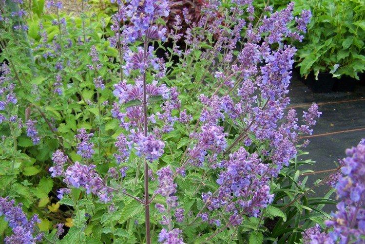 Catnip - foto Catnip - foto