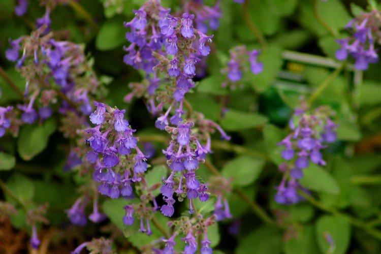 Catnip - foto Catnip - foto