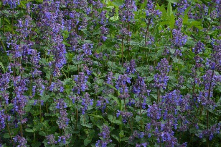 Multi-cut catnip Multi-cut catnip