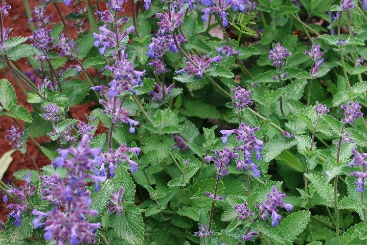 Catnip - foto Catnip - foto