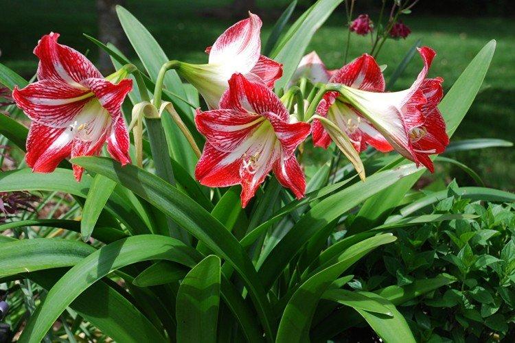 Amaryllis (50 fotografií): typy, starostlivosť a výsadba na otvorenom poli Amaryllis (50 fotografií): typy, starostlivosť a výsadba na otvorenom poli