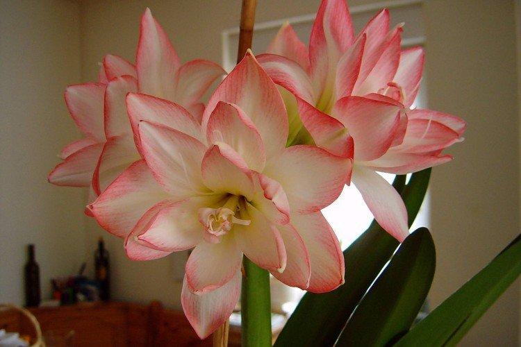 Amaryllis - foto Amaryllis - foto