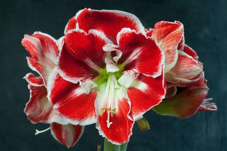 Amaryllis - foto Amaryllis - foto