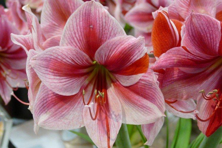 Amaryllis - foto Amaryllis - foto