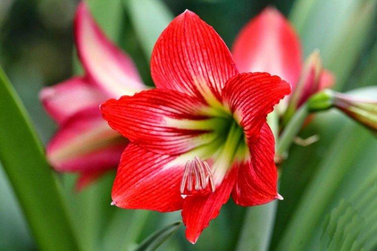 Amaryllis Durban Amaryllis Durban