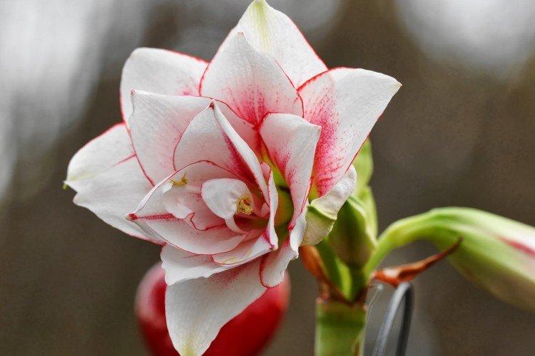 Amaryllis - foto Amaryllis - foto