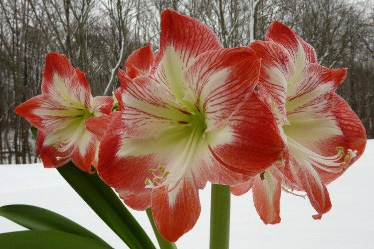 Amaryllis - foto Amaryllis - foto