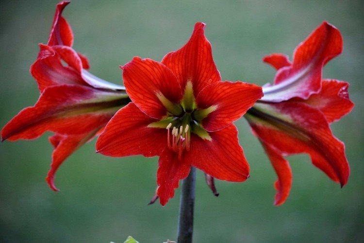 Amaryllis - foto Amaryllis - foto
