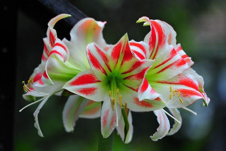 Amaryllis - foto Amaryllis - foto