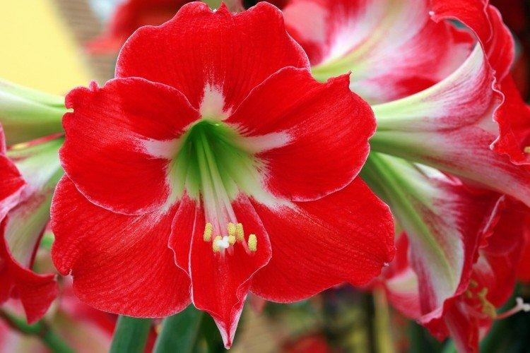 Amaryllis - foto Amaryllis - foto