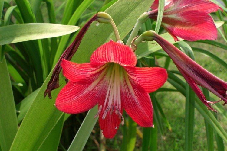 Amaryllis - foto Amaryllis - foto