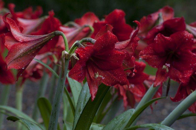Amaryllis - foto Amaryllis - foto