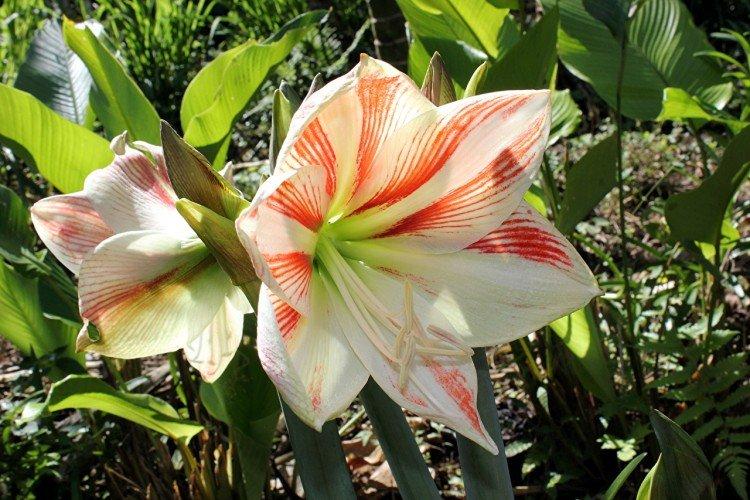 Amaryllis - foto Amaryllis - foto