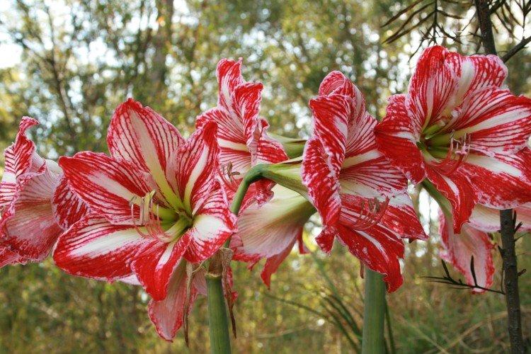 Amaryllis - foto Amaryllis - foto