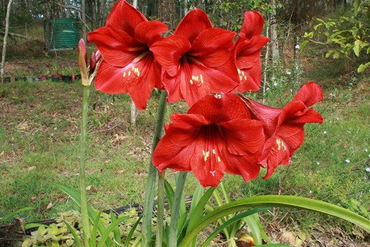 Amaryllis - foto Amaryllis - foto