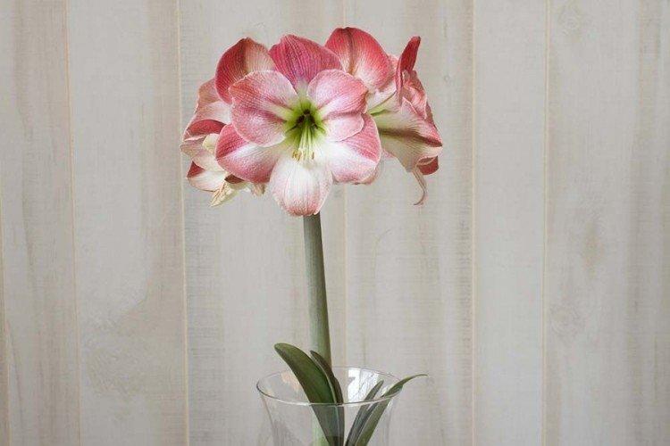 Amaryllis Grandior Amaryllis Grandior