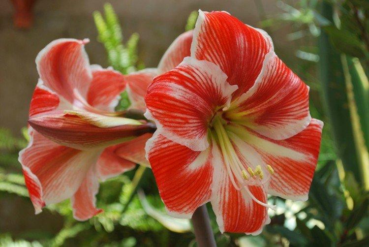 Amaryllis - foto Amaryllis - foto
