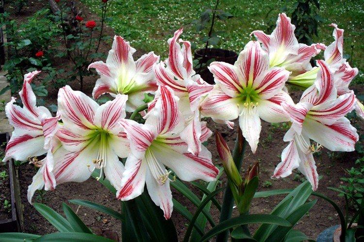 Amaryllis - foto Amaryllis - foto