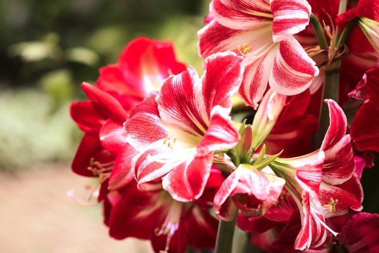 Amaryllis - foto Amaryllis - foto