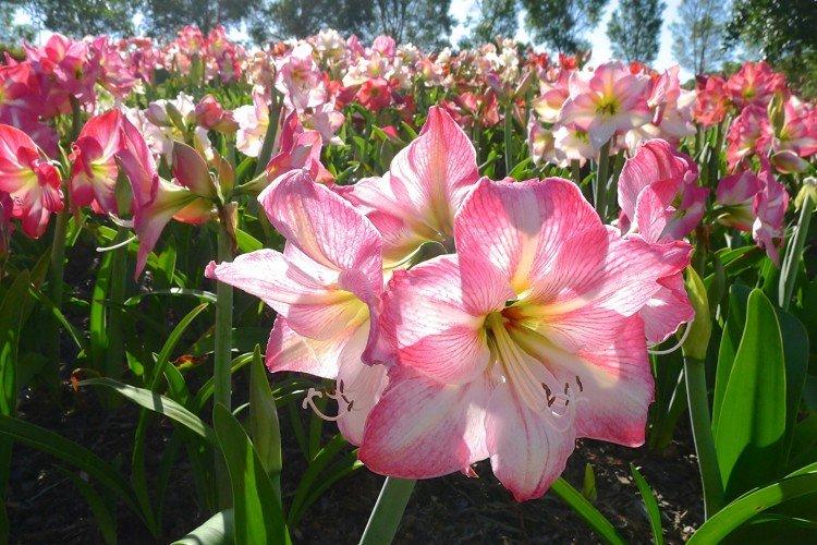 Amaryllis - foto Amaryllis - foto