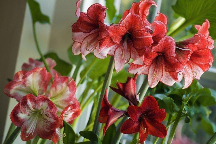 Amaryllis - foto Amaryllis - foto