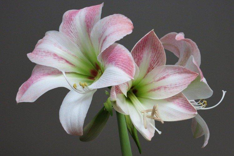 Amaryllis - foto Amaryllis - foto