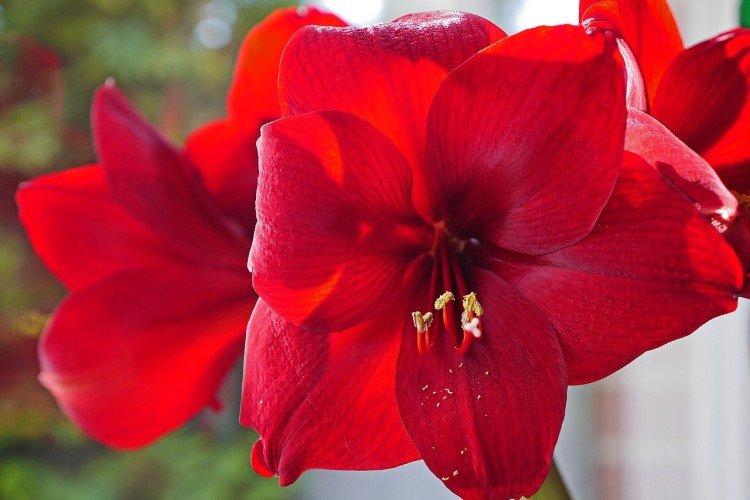 Amaryllis - foto Amaryllis - foto