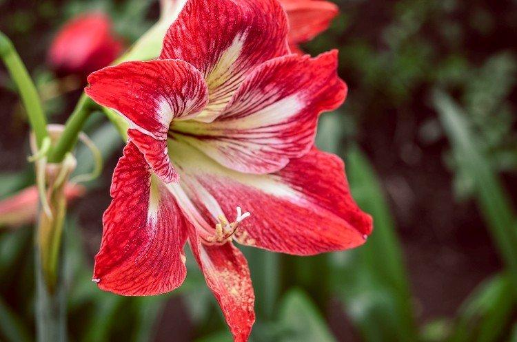Amaryllis - foto Amaryllis - foto