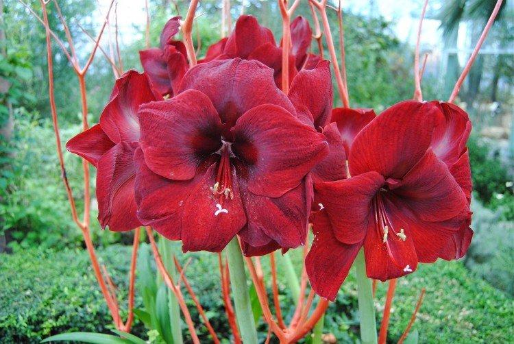 Amaryllis - foto Amaryllis - foto