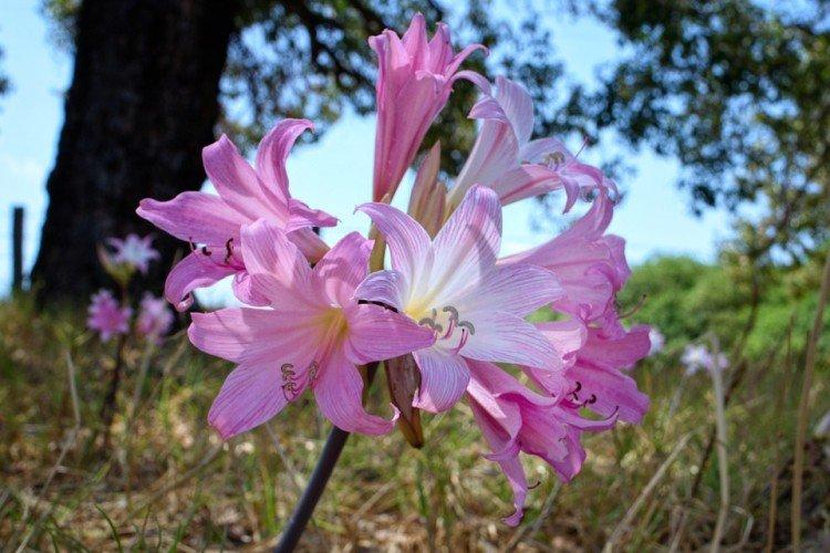 Amaryllis Paradisicola Amaryllis Paradisicola