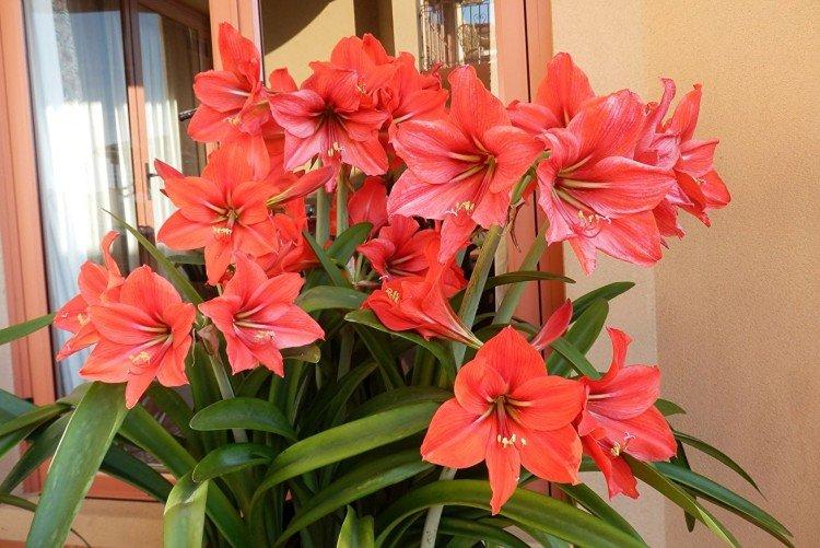 Amaryllis - foto Amaryllis - foto
