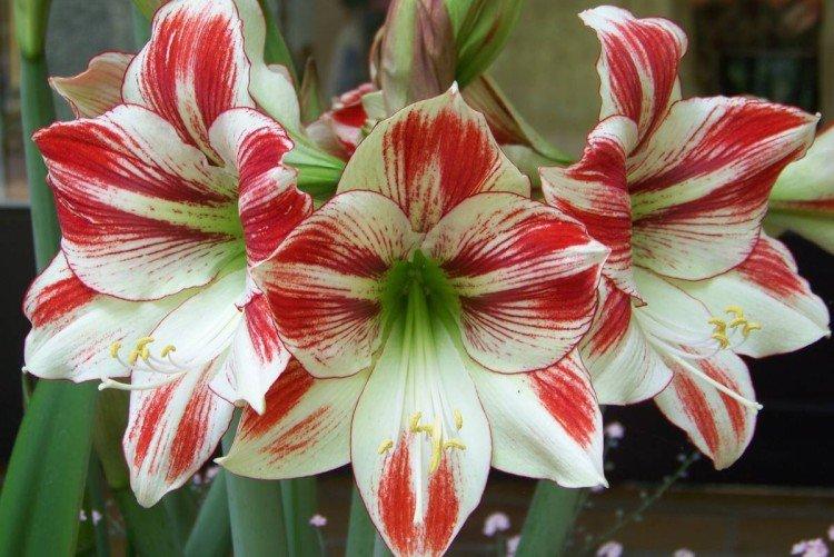 Amaryllis - foto Amaryllis - foto